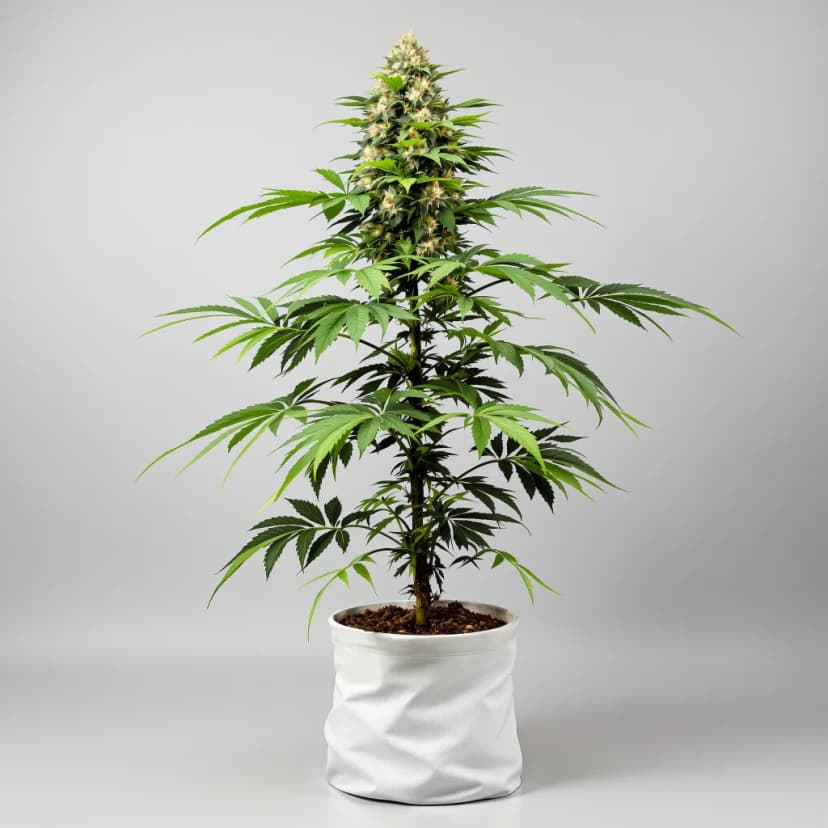 Puna Budder feminized cannabis plant