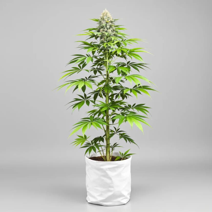 Punch Pie feminized cannabis plant