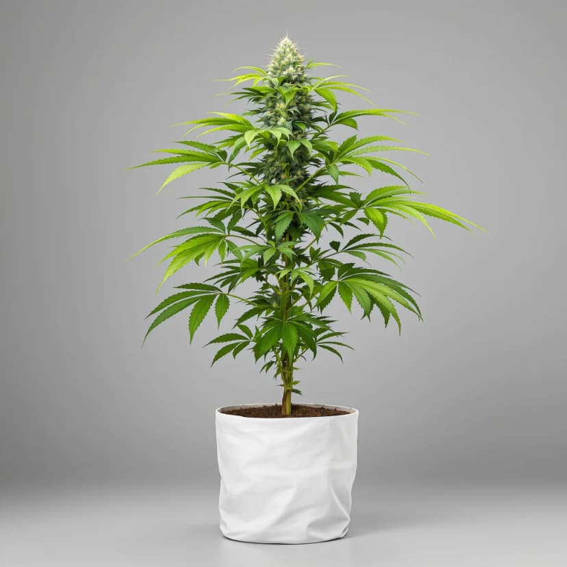 Pure Afghan feminized cannabis plant