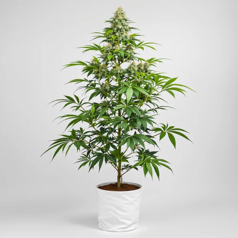 Pure Love feminized cannabis plant