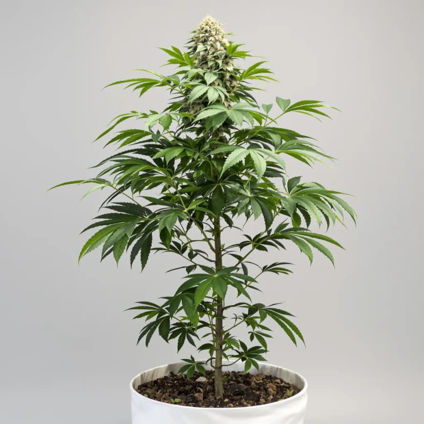 Pure OG feminized cannabis plant