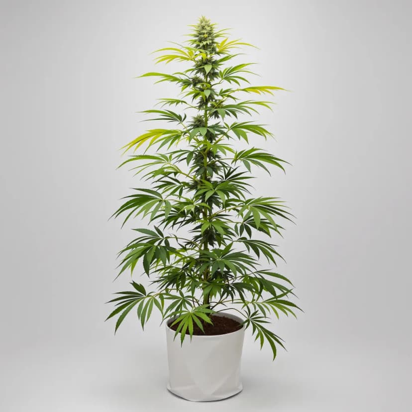Pure Power Plant feminized cannabis plant
