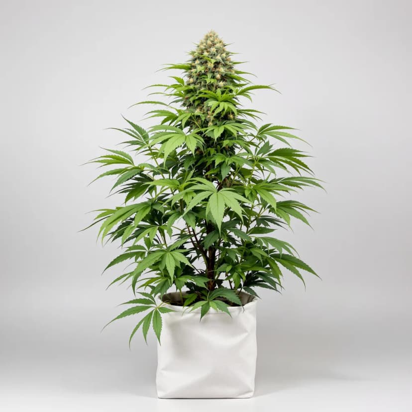 Purple Alien OG autoflower cannabis plant