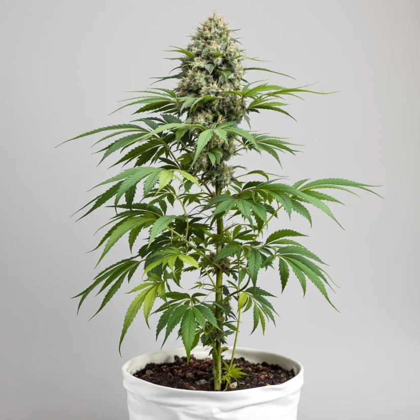 Purple Berry autoflower cannabis plant