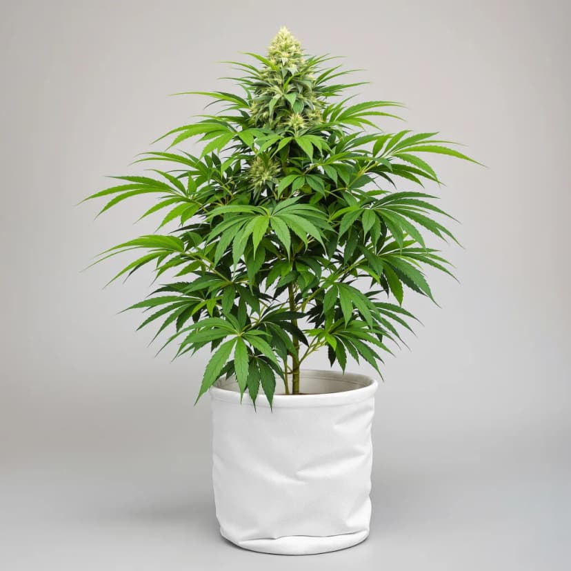 Purple Bubba feminized cannabis plant