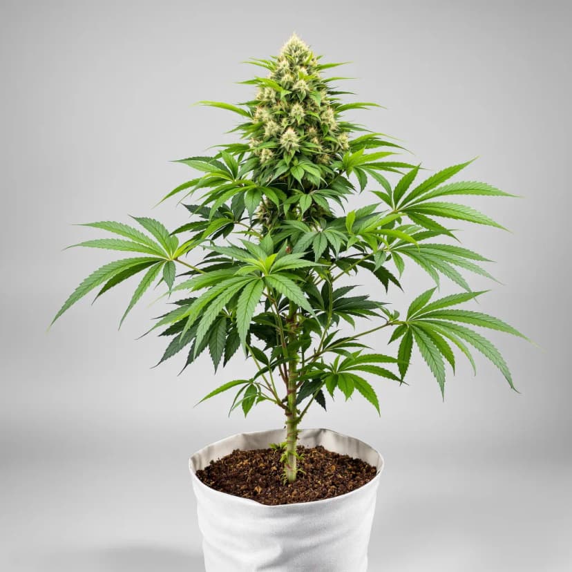Purple Bush feminized cannabis plant