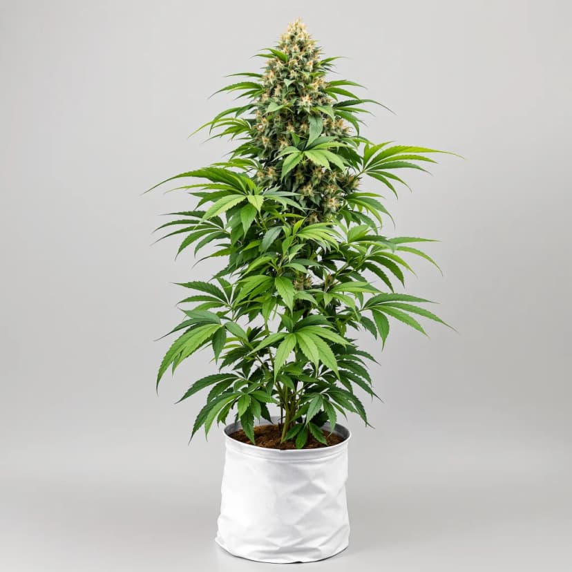 Purple Dragon feminized cannabis plant