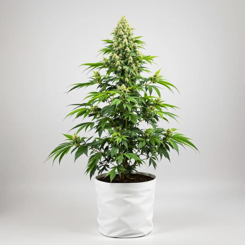 Purple Dream autoflower cannabis plant