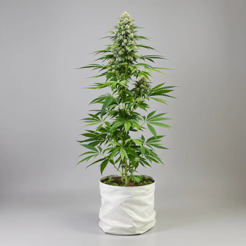 Purple Dream feminized cannabis plant