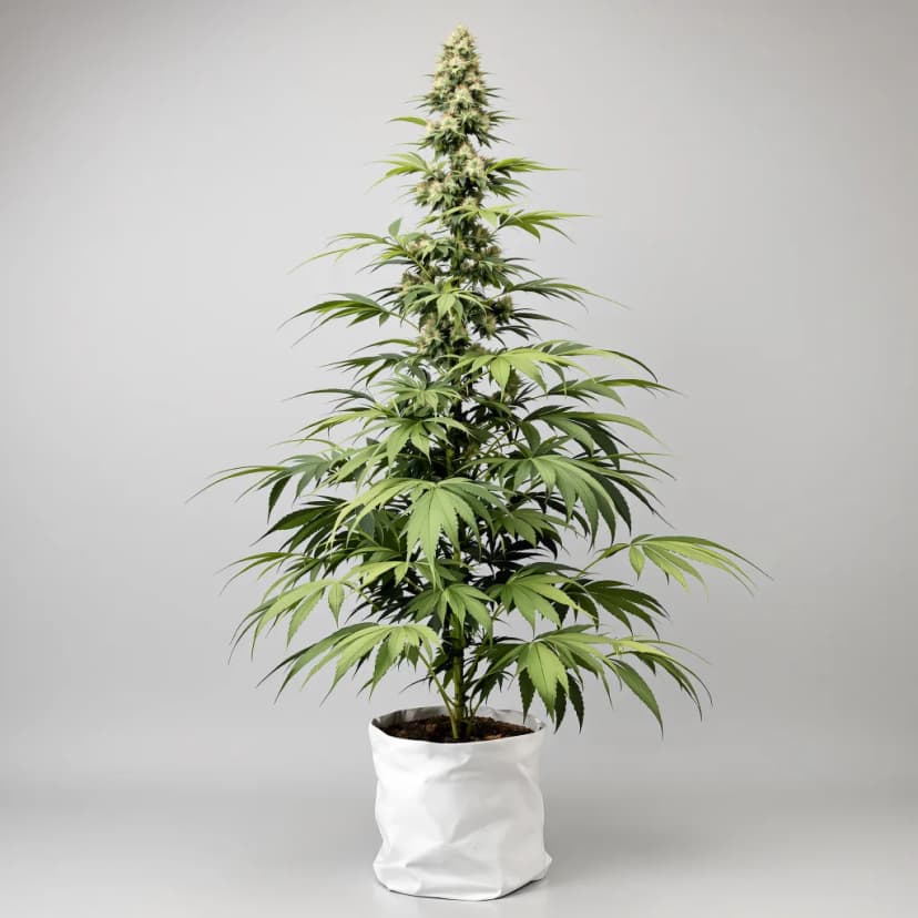 Purple Haze feminized cannabis plant