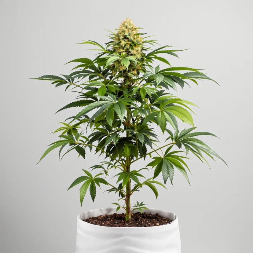 Purple Kush autoflower cannabis plant