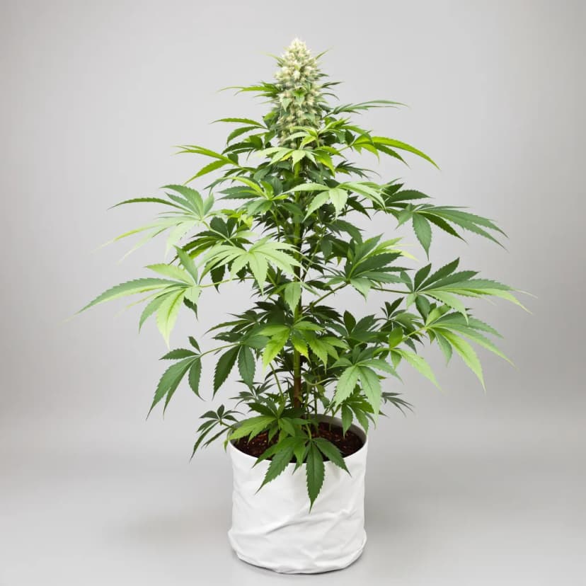 Purple Kush feminized cannabis plant