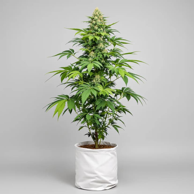 Purple Lemonade autoflower cannabis plant