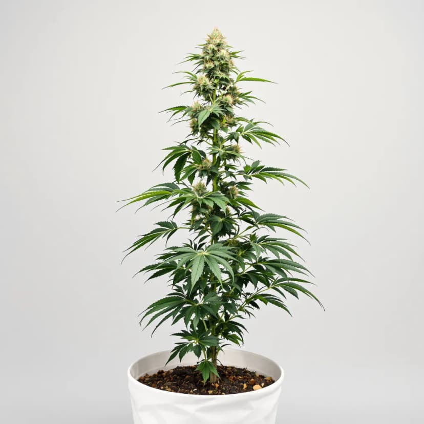 Purple Lemonade feminized cannabis plant