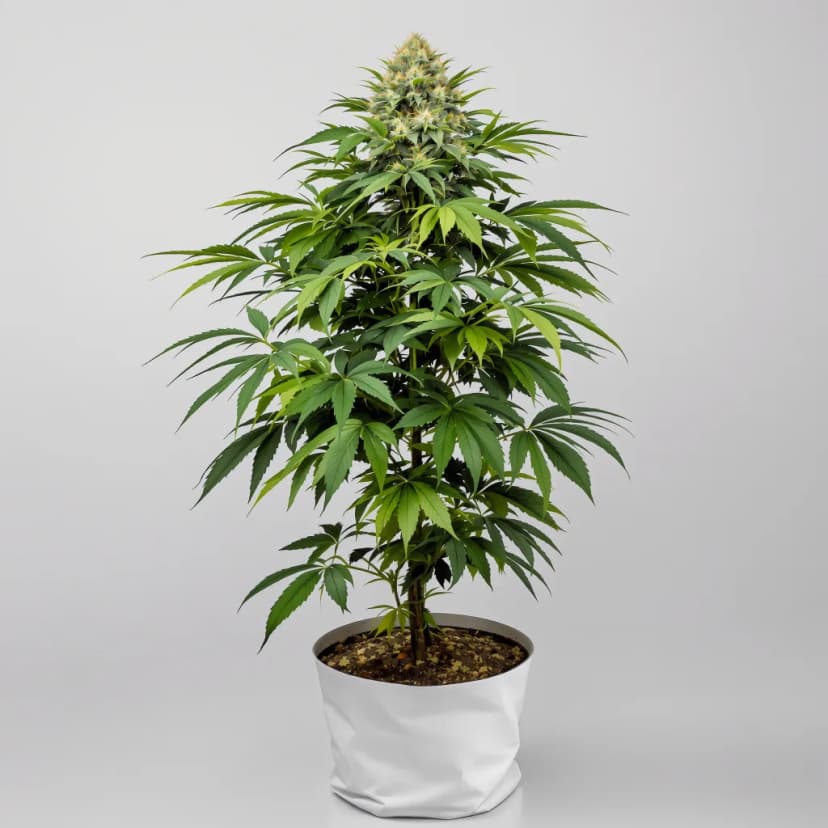 Purple Martian Kush feminized cannabis plant