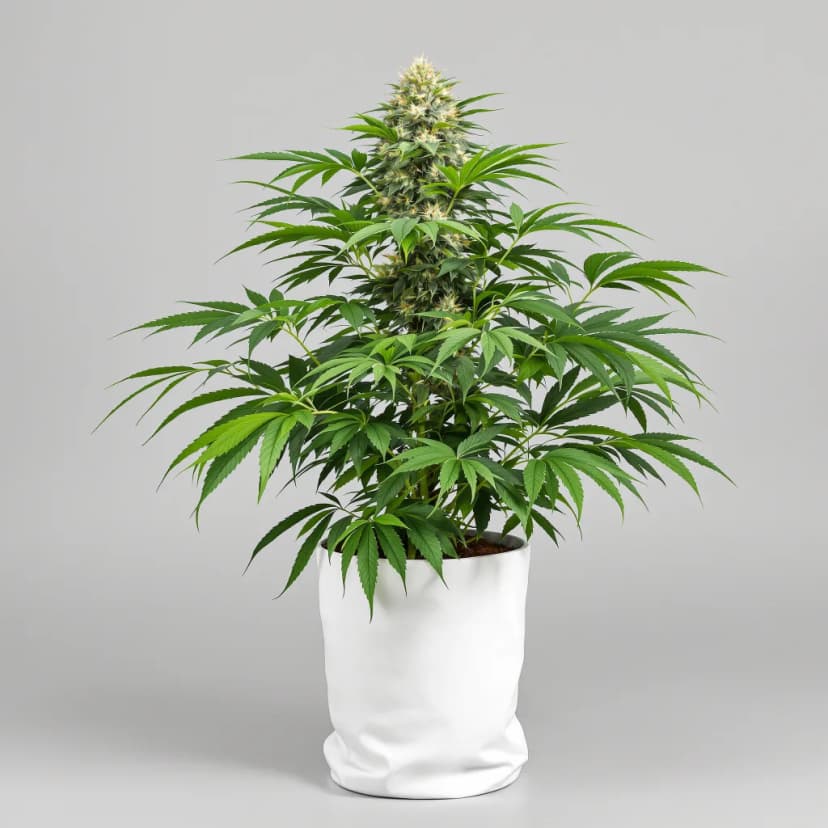 Purple Monkey Balls feminized cannabis plant