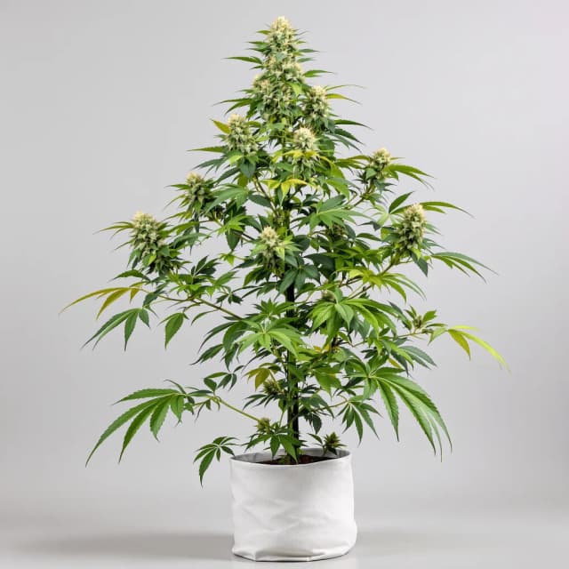 Purple Nepal Candy autoflower cannabis plant