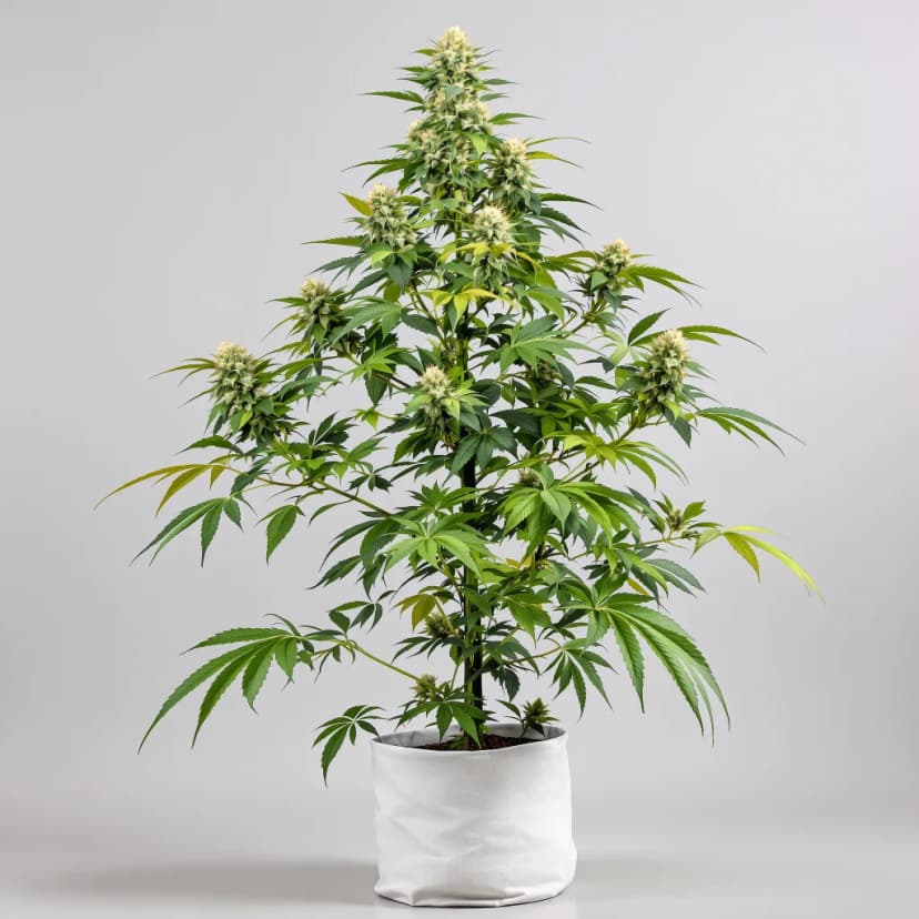 Purple Nepal Candy autoflower cannabis plant