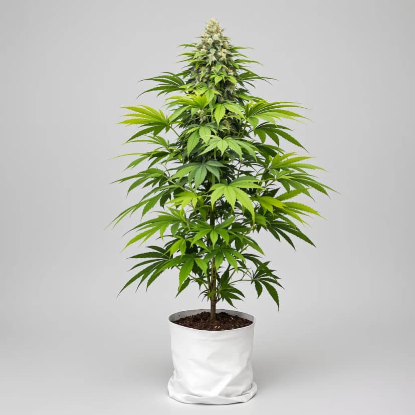 Purple Nepal feminized cannabis plant