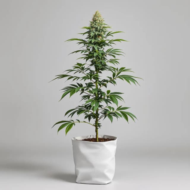Purple Pantera feminized cannabis plant