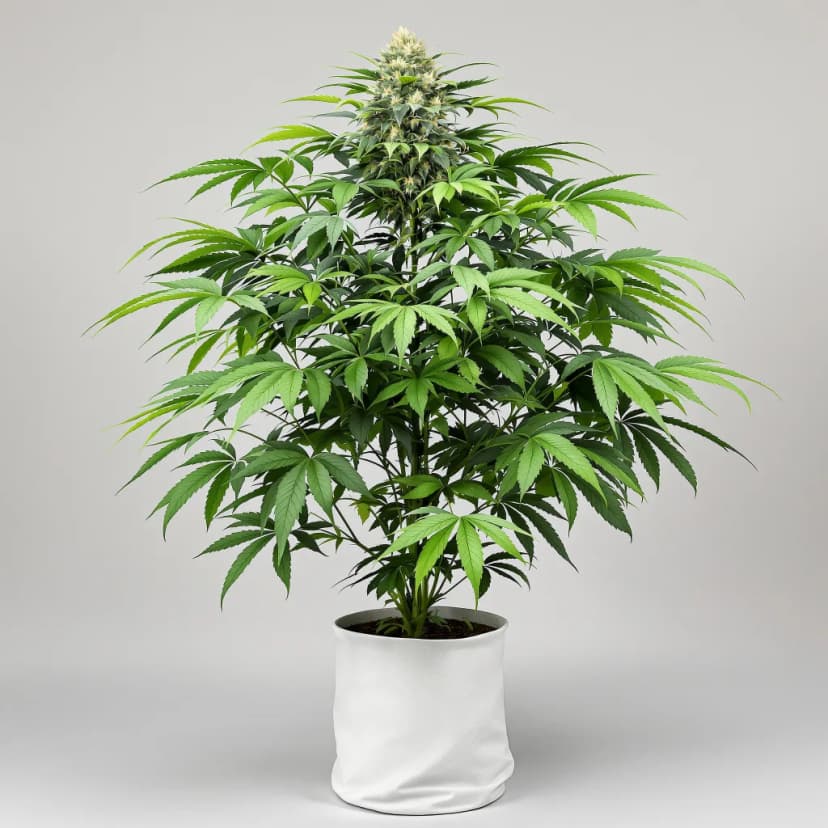 Purple Passion autoflower cannabis plant