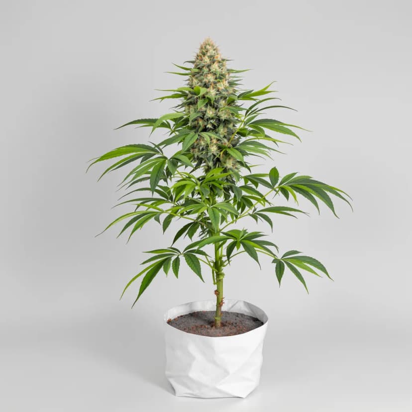 Purple Punch autoflower cannabis plant
