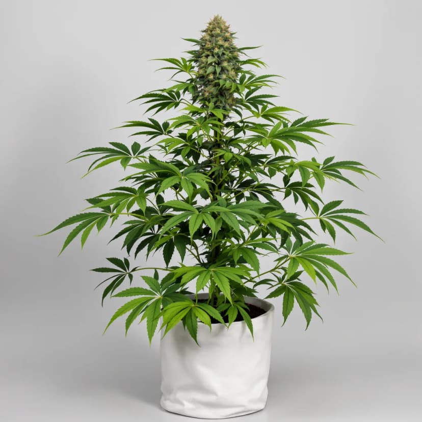 Purple Punch feminized cannabis plant