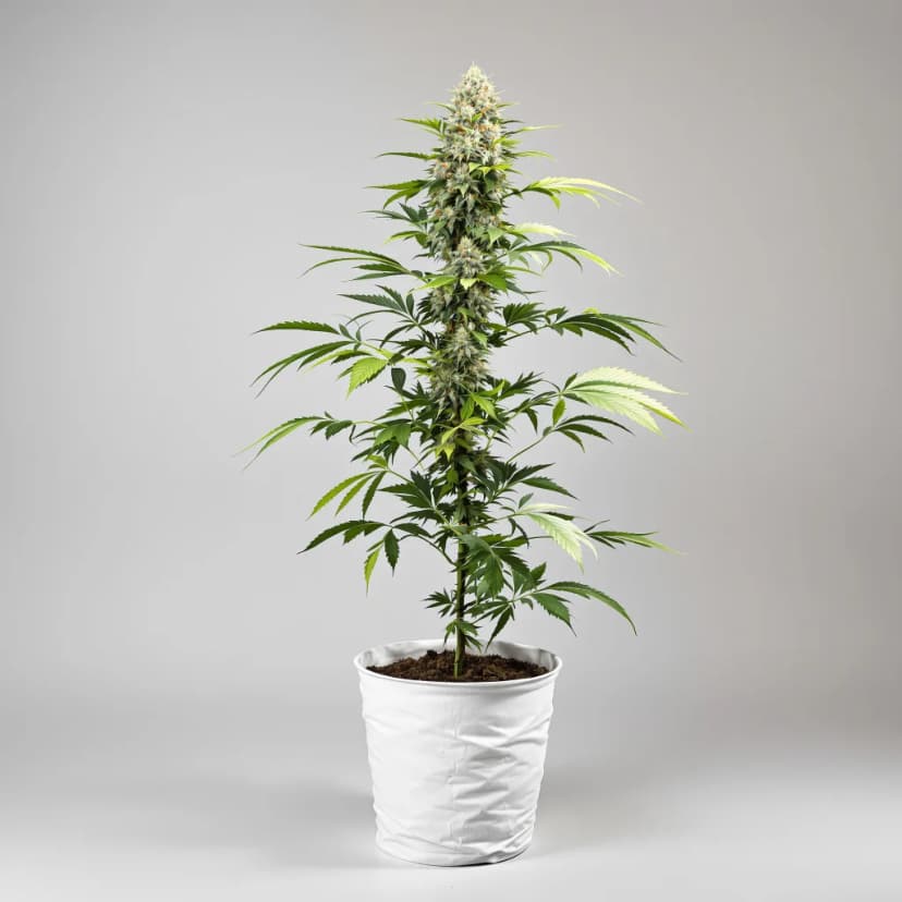 Purple Skunk autoflower cannabis plant