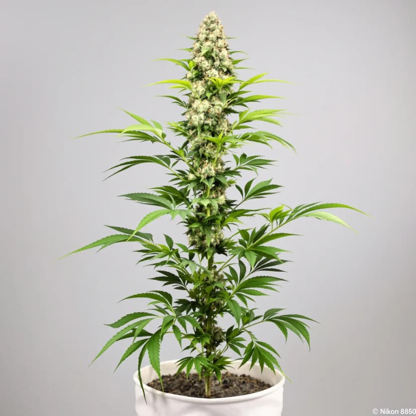 Purple Skunk feminized cannabis plant