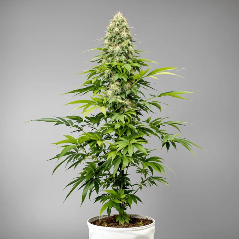 Purple Sour Diesel autoflower cannabis plant