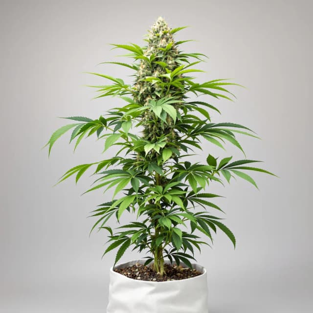 Purple Star autoflower cannabis plant