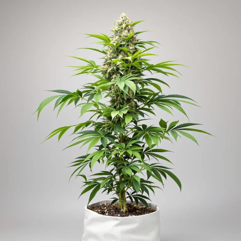 Purple Star autoflower cannabis plant