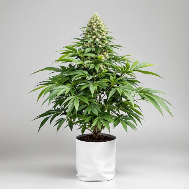 Purple Star feminized cannabis plant