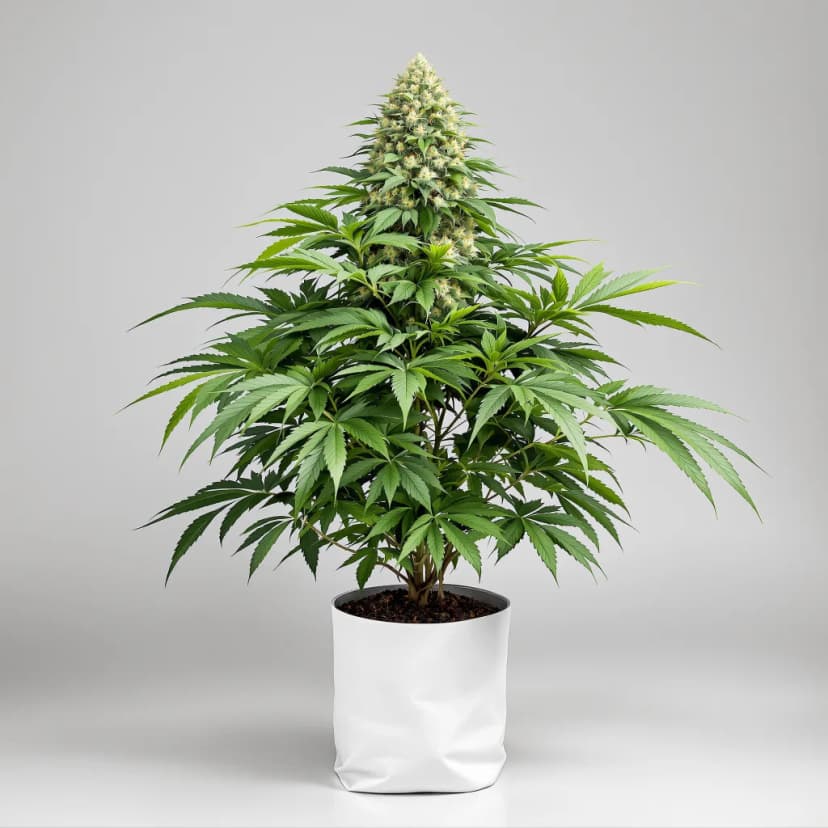 Purple Star feminized cannabis plant