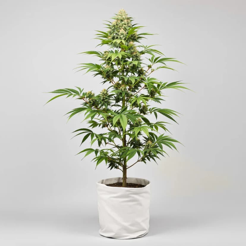 Purple Trainwreck feminized cannabis plant