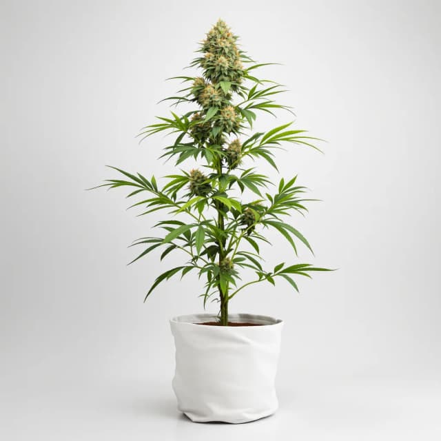 Purple Voodoo autoflower cannabis plant