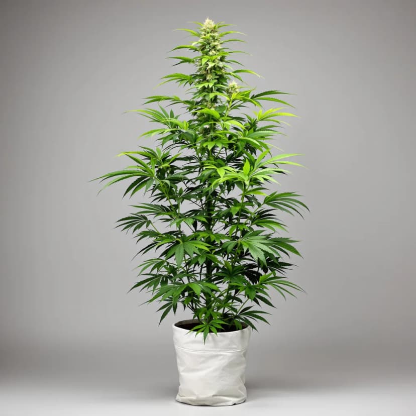 Purple Wreck feminized cannabis plant