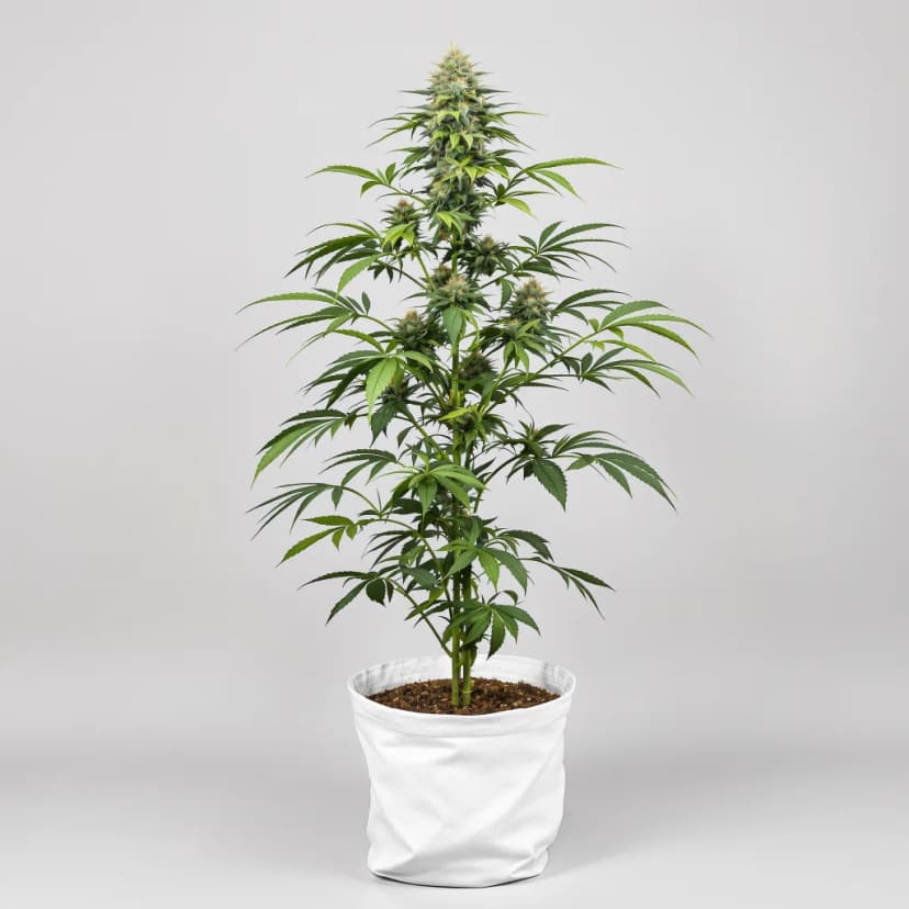 Qrazy Train autoflower cannabis plant