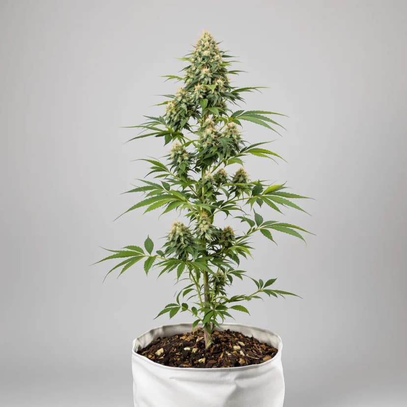 Qrazy Train feminized cannabis plant