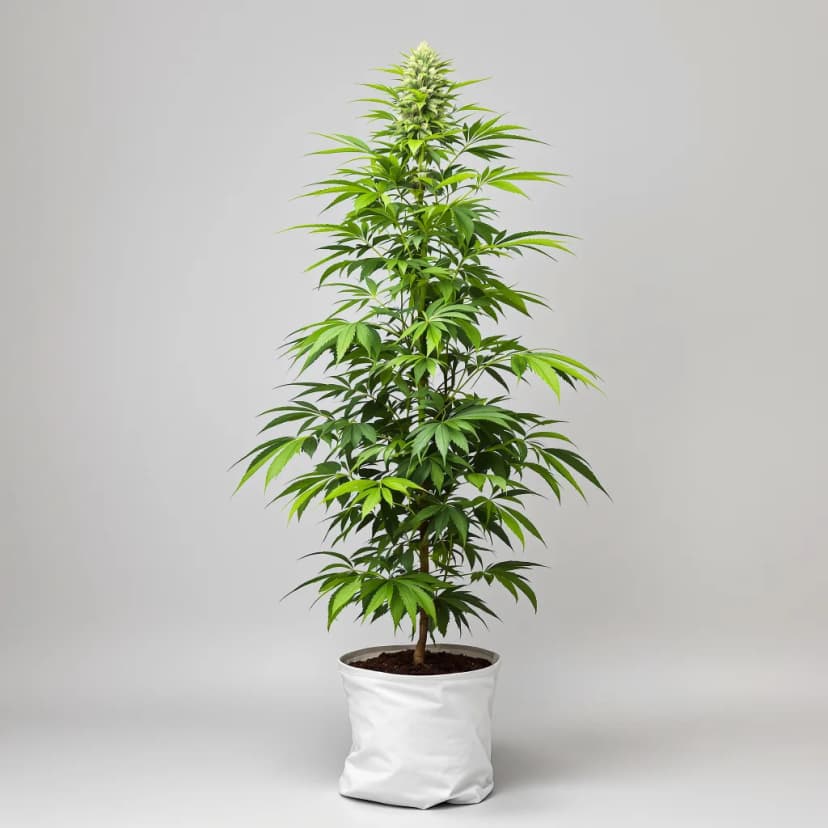 Quantum Kush autoflower cannabis plant