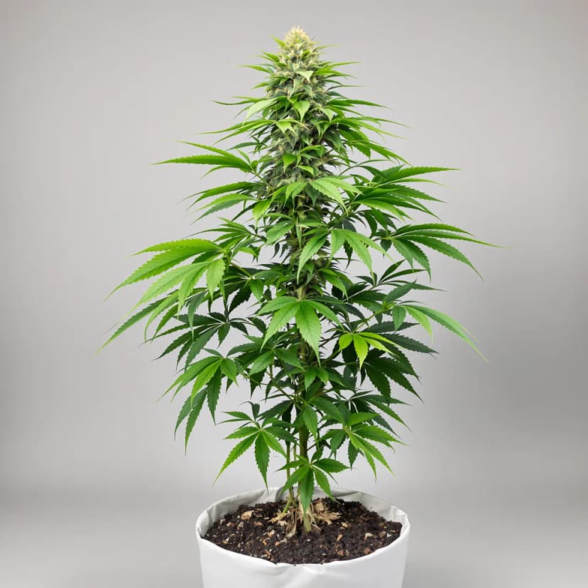 Querkle feminized cannabis plant