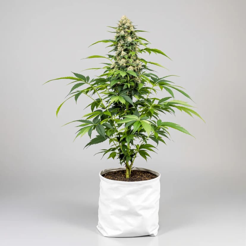 Queso autoflower cannabis plant