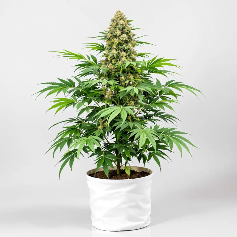 Qush feminized cannabis plant