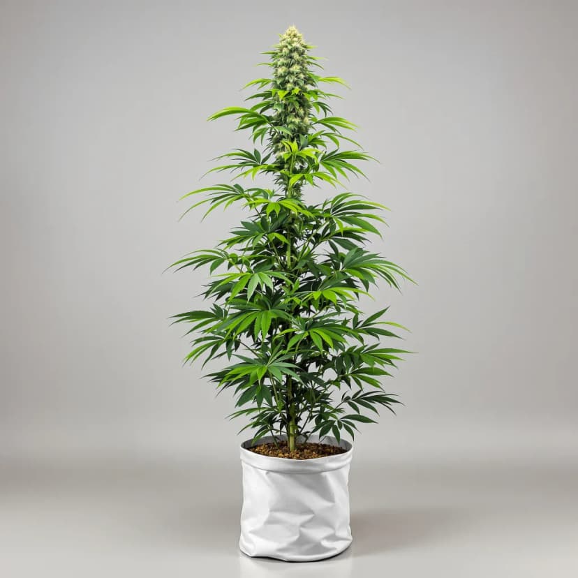Rainbow feminized cannabis plant