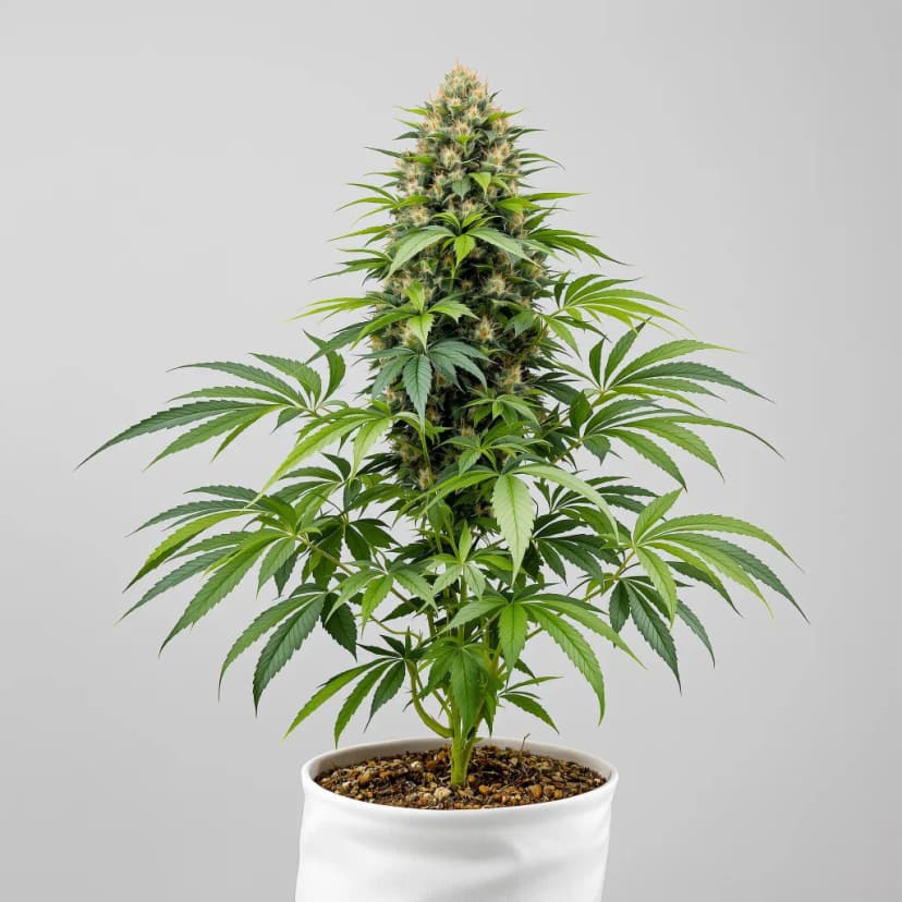 Rainbow Glue feminized cannabis plant