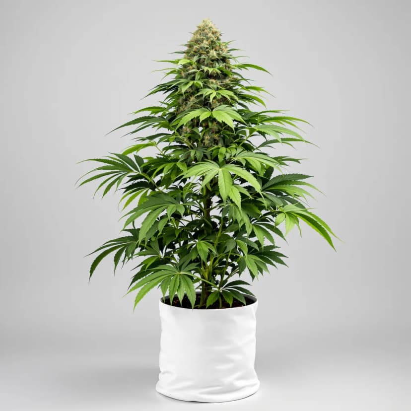 Rainbow Jones autoflower cannabis plant