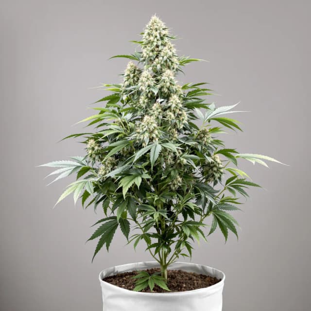 Rainbow Jones feminized cannabis plant