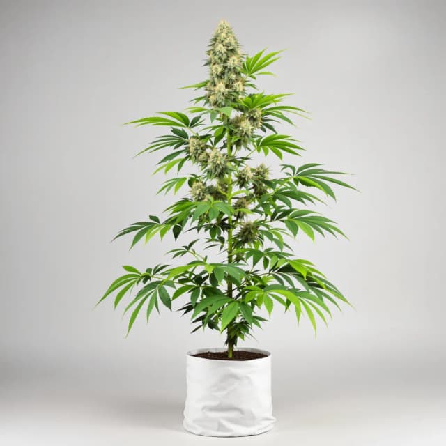 Rainbow Kush cannabis seeds packaging, Royal King Seeds USA