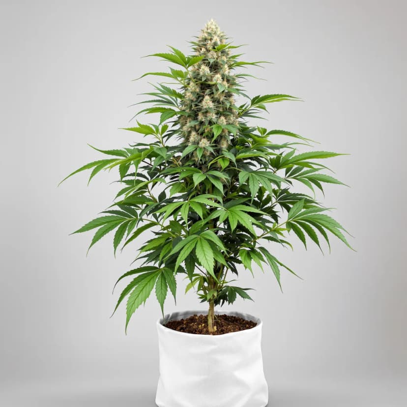 Raisinberry autoflower cannabis plant