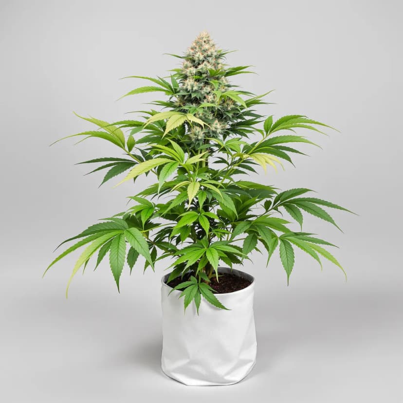 Raisinberry feminized cannabis plant
